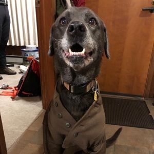 Meet your Posher, Bailey